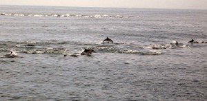 Ecco alcuni delfini.