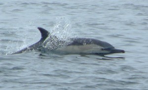 Un delfino.