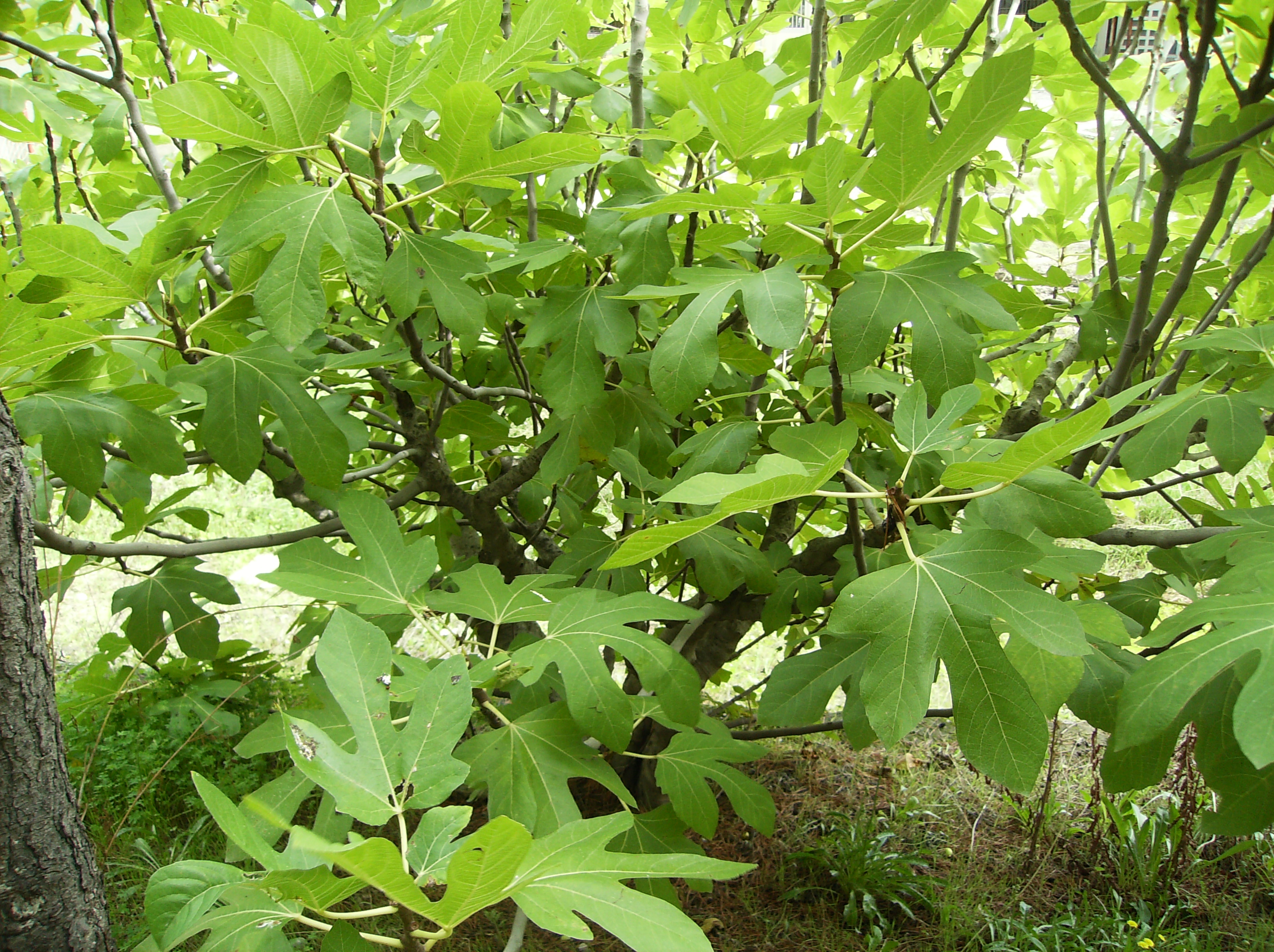 Riconoscere il Ficus carica.