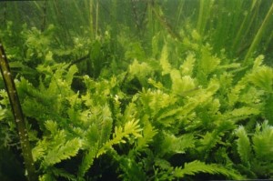Lo sapevi che le alghe non sono piante?