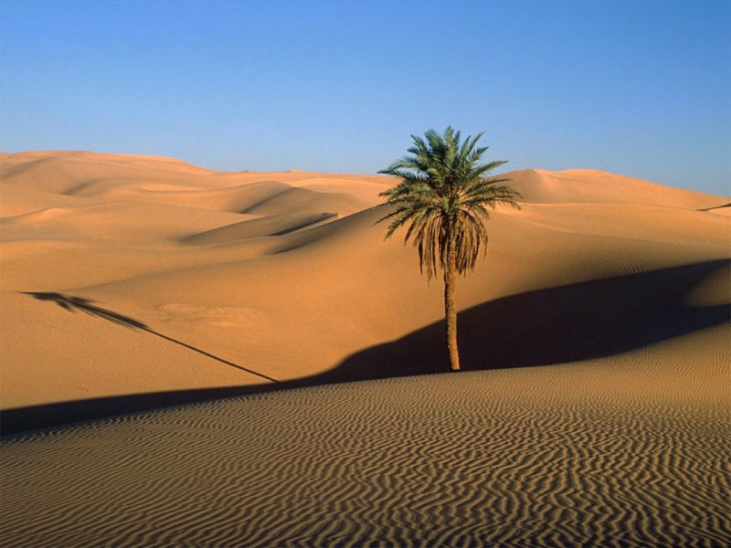 Quali differenze esistono tra desertizzazione e desertificazione?