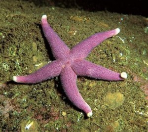 Stelle e ricci di mare: gli Echinodermi