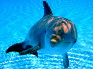 Aumenta il numero di delfini spiaggiati