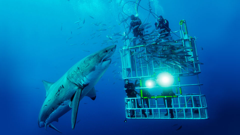 Scopri di più sull'alimentazione dello squalo bianco