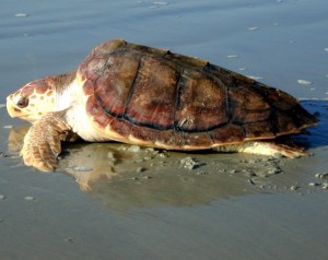 Quali sono le tartarughe presenti nel Mar Mediterraneo?