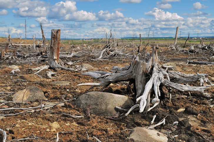Quali sono cause e conseguenze della deforestazione?