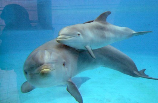 Branco di delfini spiaggiati e salvati dai bagnanti