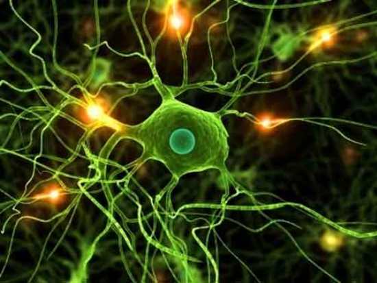 neuroni