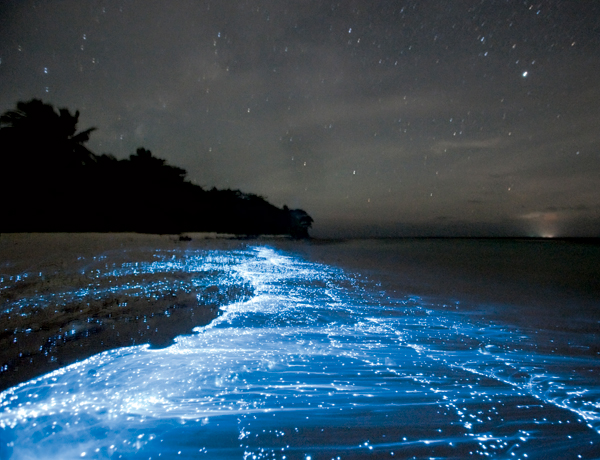 Bioluminescenza, un fenomeno ottico spettacolare