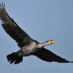 Il cormorano: uno stupendo uccello marino