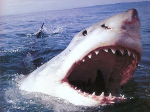 Cosa mangia lo squalo bianco?