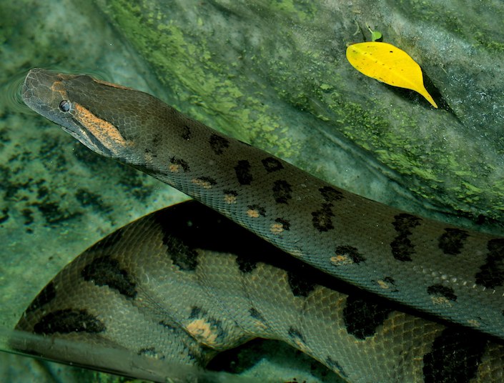 anaconda verde