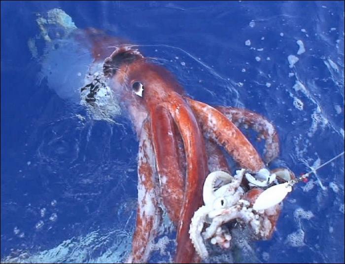 I 10 Animali Pi Grandi Del Mondo I 10 Animali Pi Grandi Del Mondo