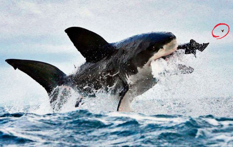 Lo squalo bianco salta fuori dall'acqua.