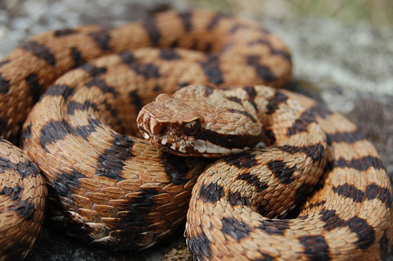 vipera aspis