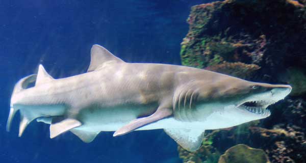 I biologi marini hanno registrato più di 500 specie di squali nel mondo, ma tra queste solo 5 specie risultano potenzialmente pericolose per l'uomo.