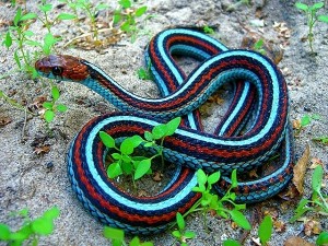 cosa sapere sui serpenti