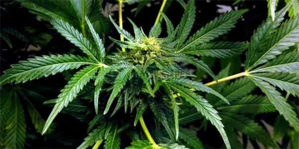 La cannabis combatte la celiachia