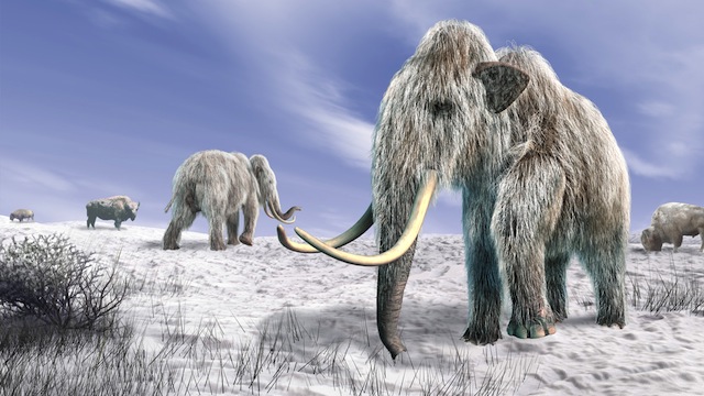 scomparsa mammut