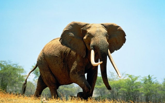 Gli animali più intelligenti del mondo