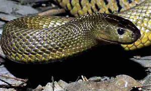 Ecco i serpenti velenosi tra i più pericolosi della Terra