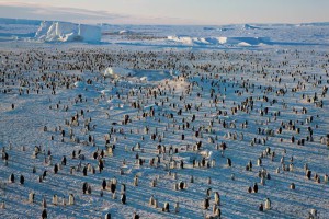 pinguini enorme colonia