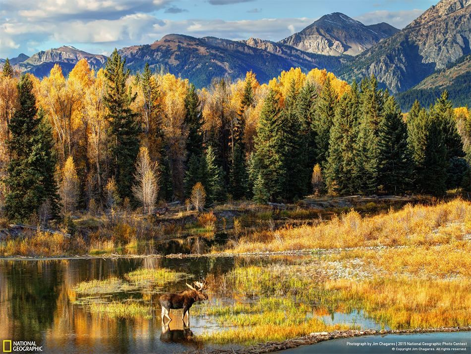 animali spettacolari