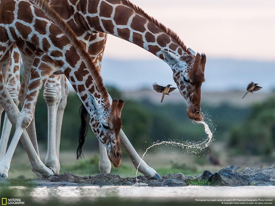 animali spettacolari