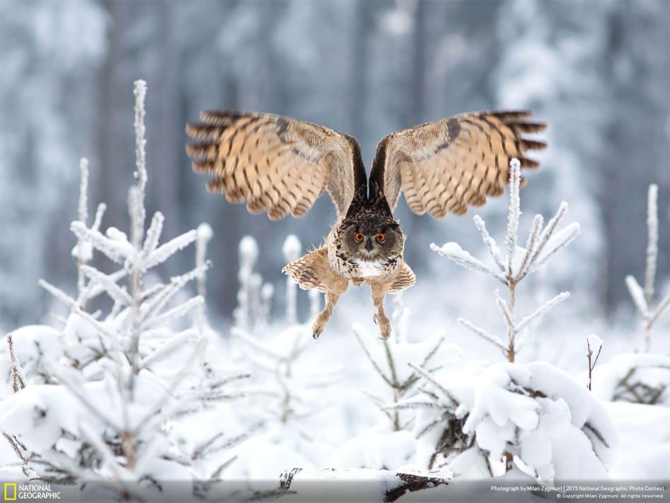 animali spettacolari