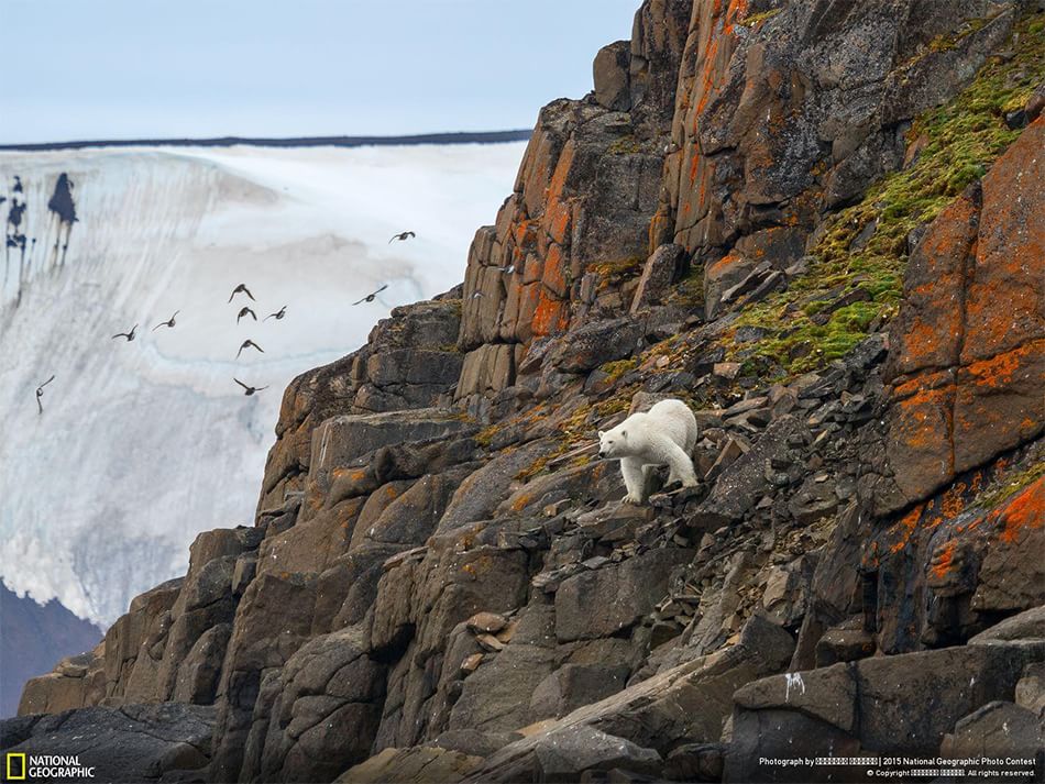 animali spettacolari