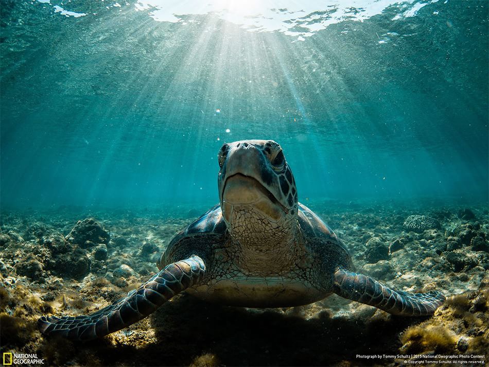 animali spettacolari