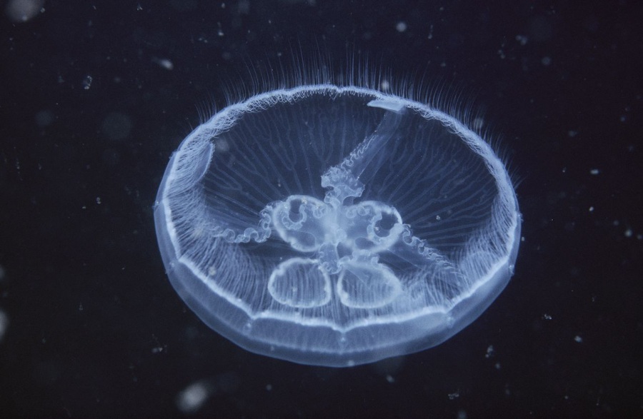 meduse urticanti