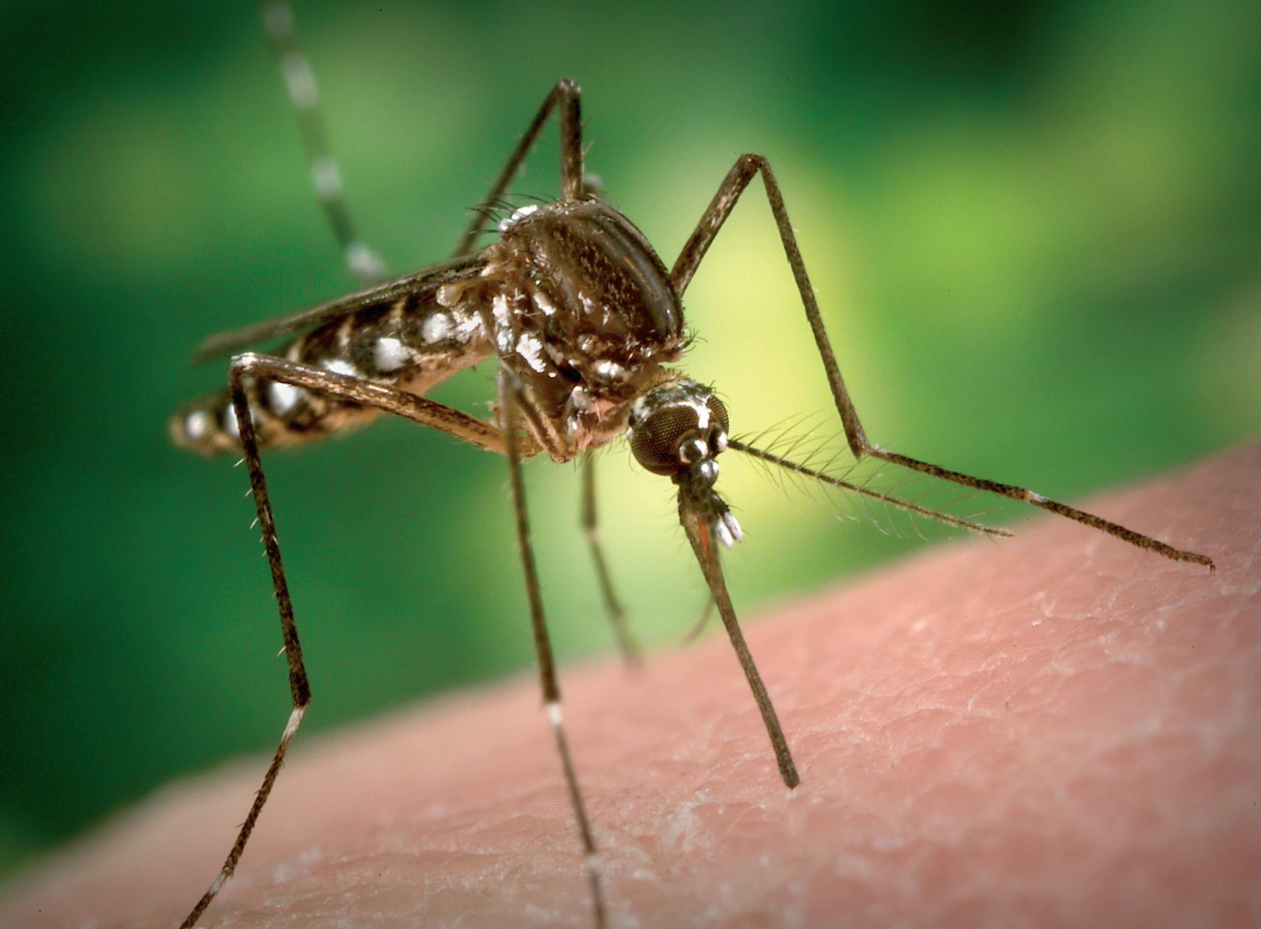 Ecco i rimedi per allontanare le zanzare