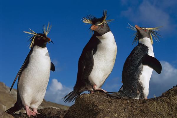 pinguini senza ali