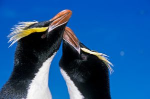 pinguini monogami