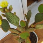 Opuntia microdasys pianta grassa appartamento
