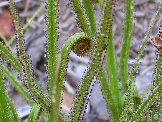 Drosophyllum pianta carnivora