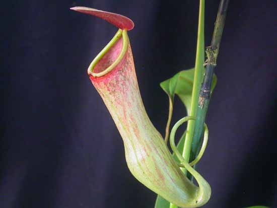 Nepenthes pianta carnivora