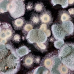 batteri pericolosi muffe