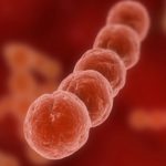 batteri pericolosi streptococco