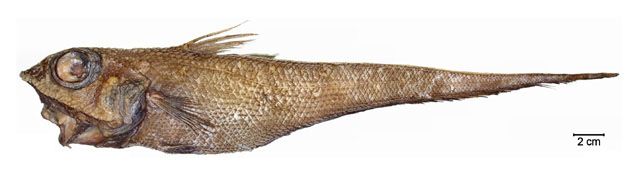 mostri del mare Macrourus