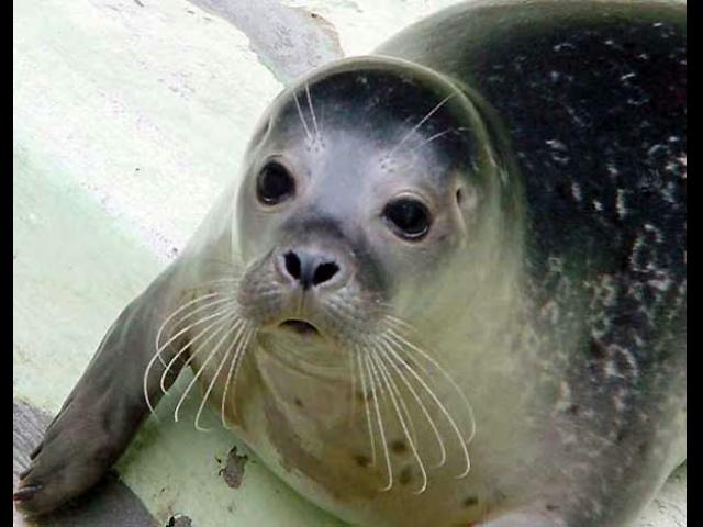 foca monaca estinzione