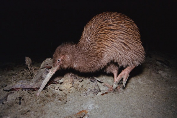 kiwi senza coda