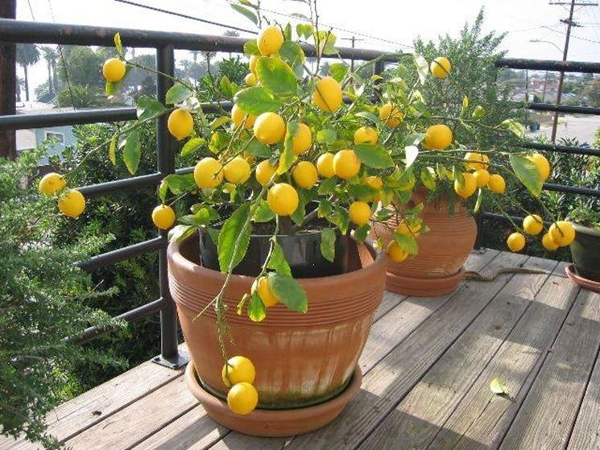 limone albero coltivazione orto