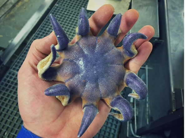 Mostri del mare stella marina