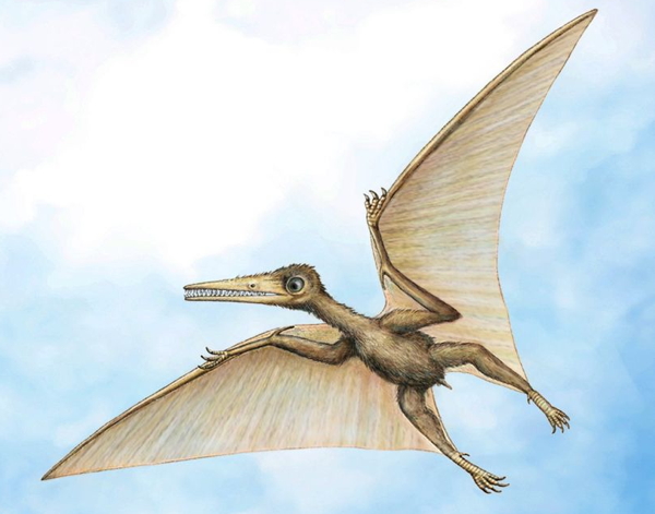 Pterodattilo il famoso dinosauro volante