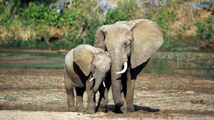 elefanti adottano orfani