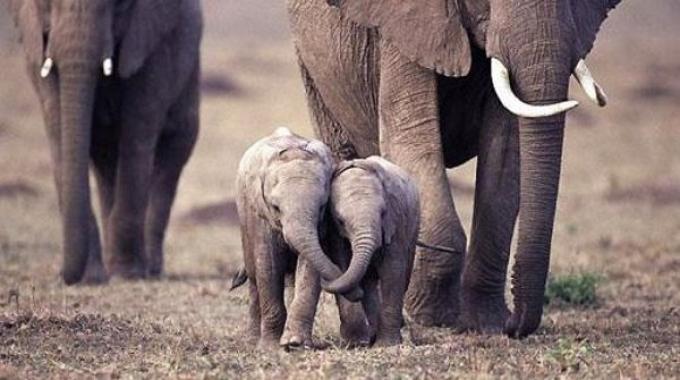 elefanti imparano l'uno dall'altro