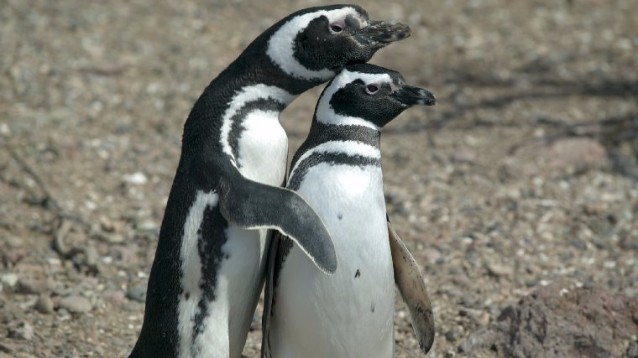 pinguini pericolo estinzione