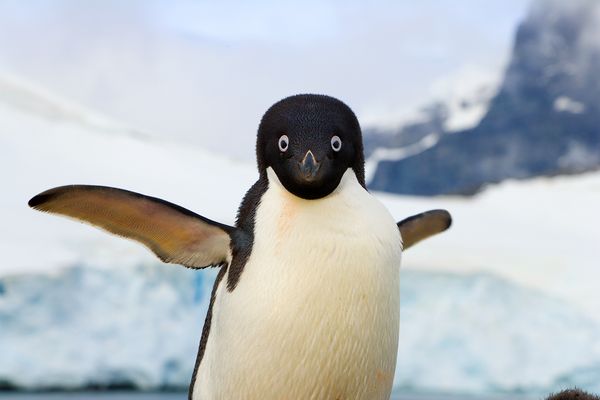 Pinguini non volano